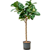 Ficus elastica 'Cloe'