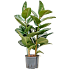 Ficus elastica 'Robusta'