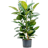 Ficus elastica 'Robusta'
