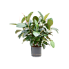 Ficus elastica 'Robusta'