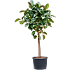 Ficus elastica 'Robusta'