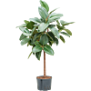 Ficus elastica 'Robusta'