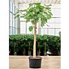 Ficus auriculata 'Everest'