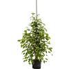 Ficus benjamina 'Golden king'