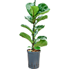 Ficus lyrata 'Bambino'