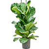 Ficus lyrata