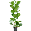 Ficus lyrata