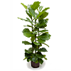 Ficus lyrata
