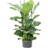 Ficus lyrata