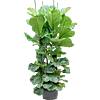Ficus lyrata