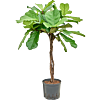 Ficus lyrata