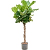 Ficus lyrata