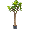 Ficus lyrata