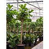 Ficus lyrata