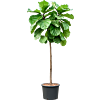 Ficus lyrata