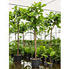 Ficus lyrata