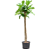 Ficus lyrata