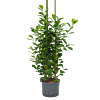 Ficus microcarpa 'Moclame'