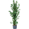 Ficus microcarpa 'Moclame'