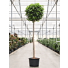 Ficus microcarpa 'Moclame'