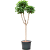 Ficus microcarpa 'Moclame'