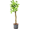Ficus microcarpa 'Smile'