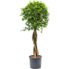 Ficus microcarpa ‘nitida’