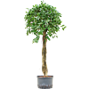 Ficus microcarpa ‘Nitida’