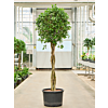Ficus microcarpa ‘Nitida’