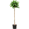Ficus microcarpa ‘Nitida’