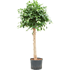Ficus microcarpa ‘Nitida’