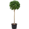Ficus microcarpa ‘Nitida’