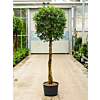 Ficus microcarpa ‘nitida’