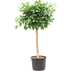 Ficus microcarpa ‘Nitida’