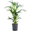 Kentia