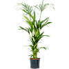 Kentia