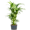 Kentia