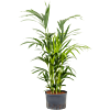 Kentia
