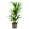 Kentia