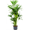 Kentia
