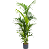 Kentia