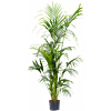 Kentia