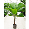 Licuala grandis