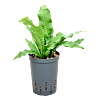 Microsorum 'crocodyllus'