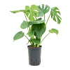 Monstera deliciosa