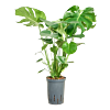 Monstera deliciosa