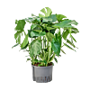 Monstera deliciosa