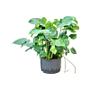 Monstera deliciosa