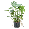 Monstera deliciosa