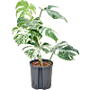 Monstera deliciosa 'Variegatum'